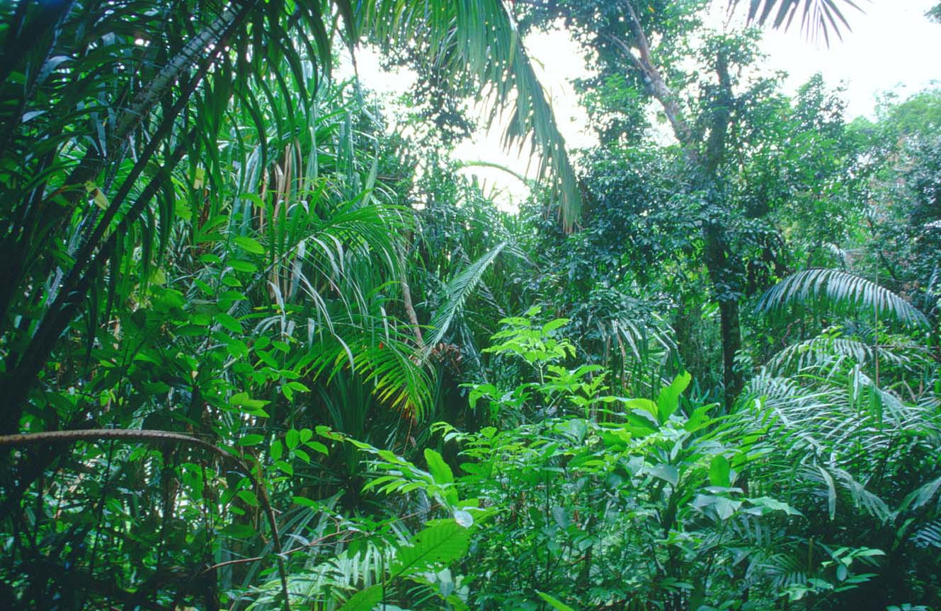 Tropical Rainforest Pictures 2